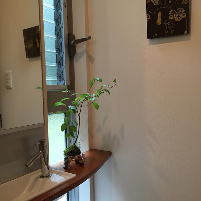 自邸トイレに苔玉は、こばのずいな。