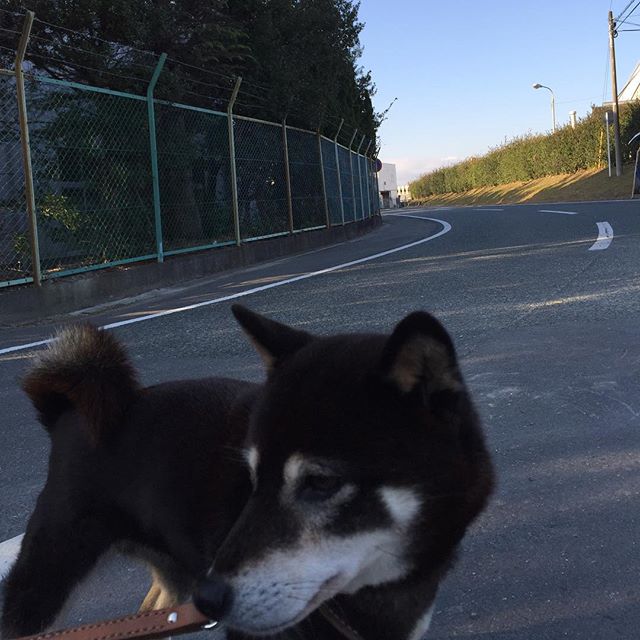 日課の小梅の散歩は癒しタイム。空気が美味しい！