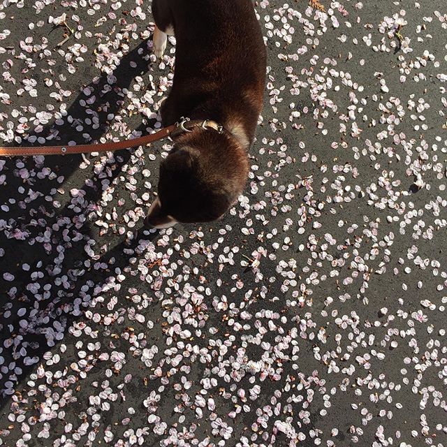 いつもの小梅の散歩。桜と黒柴のコントラストが綺麗︎ さぁ、今日は新築完成物件の撮影。最高の日になりそう！