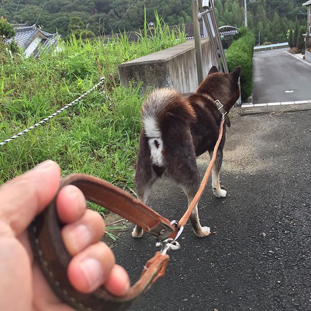 皆様おはようございます。朝は愛犬「小梅」の散歩から1日が始まる伊藤でございます。6時起床。寝起きは固まった身体を軽くほぐし、45過ぎて老眼と戦いながら着替え。散歩の楽しみは朝の空気をいっぱい吸って、身体が目覚めることを感じること。それと、オーダーしたレザーのリードの素材感を愉しむこと！ヌメ革だから触り心地が柔らかくて。