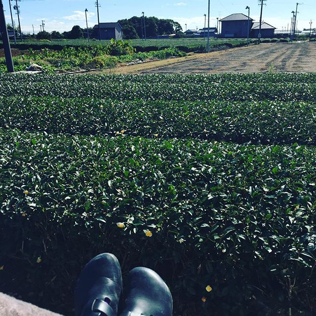 チョット休憩。オフィス前の茶畑が眺めながら〜〜。白色の茶花が綺麗。#ラグデザイン #茶畑