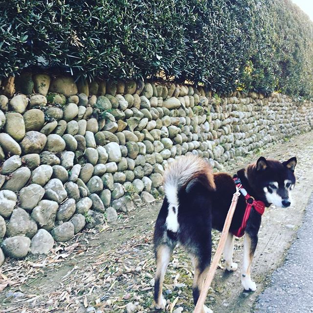 自宅から散歩で10分。ほっとする場所がそこにはあります。愛犬 小梅と。#散歩
