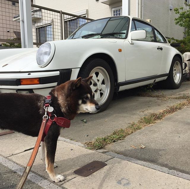 White & Black!それぞれ見た目が好みなんです。朝の散歩コースにて。#黒柴 #993 #ポルシェ #散歩 #小梅