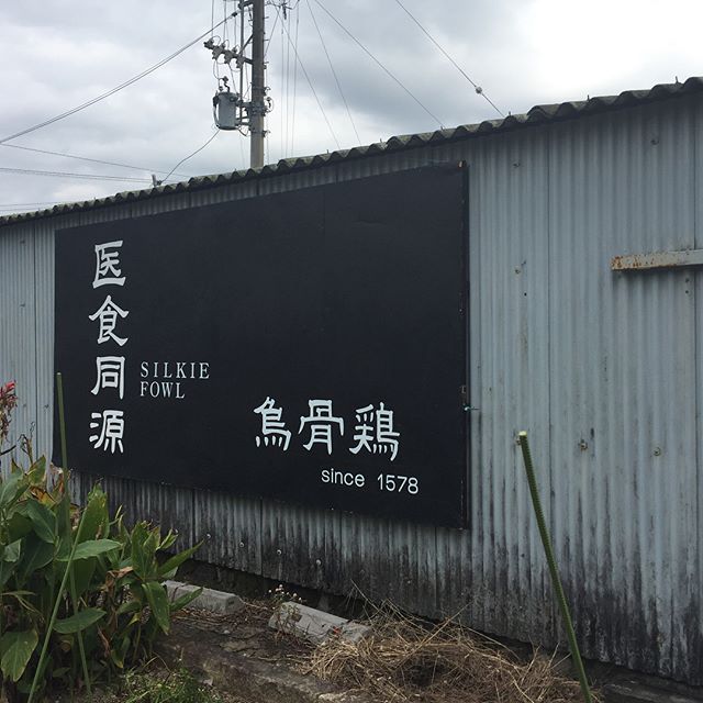 知人のお店に来ました！烏骨鶏の卵で卵掛けご飯いただきます！#烏骨鶏 #森町