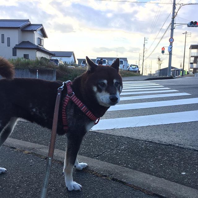 いつもの小梅ちゃんの朝散歩。今日は休日だから少し長目の散歩。この20〜30分に色んな事、考えます。昨日の事、これからの事…冬は頭がスキッとして効率的！さぁ、今日も元気に楽しもう！#朝散歩 #黒柴 #冬 #磐田市 #小梅ちゃん