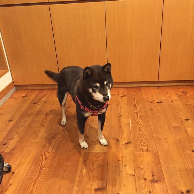 今年から家飼い。しょっぱなからおソソしました。小梅12才。可愛い️ 唐松フローリングですが、綺麗に拭き取れました。