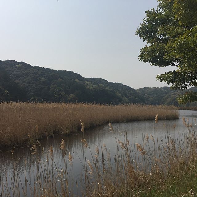 近所の鶴ヶ池と桶ヶ谷沼にランチがてら家族でお出かけ。学区内に素晴らしい自然があり、最高の住環境。近所の焼きそば屋も美味しいから更に最高！休日って感じ！#休日 #桶ヶ谷沼 #鶴ヶ池 #焼きそば屋 #田原小学校 #磐田市